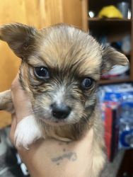 Longhair Chihuahua Puppies