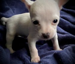 Chihuahua male white DOB 1/8/23