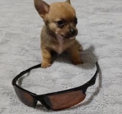 Very tiny female Chihuahua
