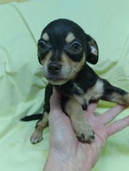 Chihuahua puppies for rehomeing
