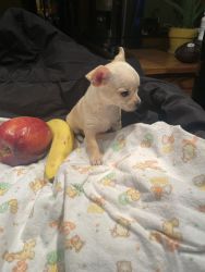 Chihuahua Pup for sale just 8 just weeks old