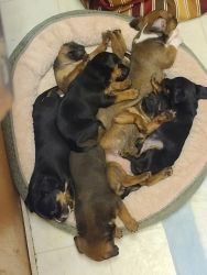 6 week old Chihuahua puppies