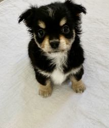 Male chihuahua puppy available Ready to go to new homes