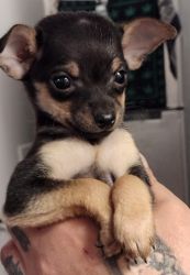 Female Chihuahua Puppy for Sale