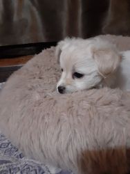 Adopt chihuahua puppy