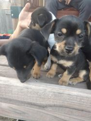Mixed Chihuahua Puppies
