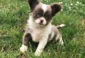 Adorable Chihuahua puppies needs a home.
