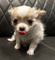 1 Adorable Long Haired Apple Head Chihuahua male puppy
