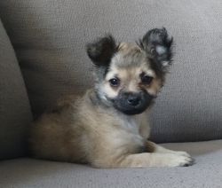 Chihuahua Terrier Mix
