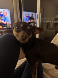 The happiest Chihuahua Male you’ll ever find