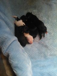small chihuahua puppies