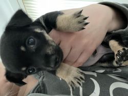 Adorable Chihuahua puppies for sale