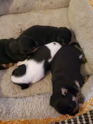Small Breed Puppies