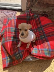 My puppy Chihuahua have almost 5 months old, he has vaccine 3