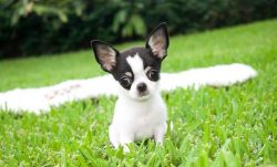 Stunning Chihuahua puppies