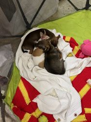 Chihuahua Male Puppies