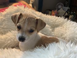 Jack Russell terrier Chihuahua mix. Had first puppy visit and shots.