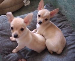 Chihuahua female and male very lovable and playful