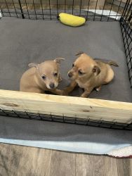 Two male Chihuahuas
