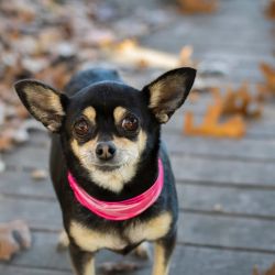 Chihuahua full dog breed .