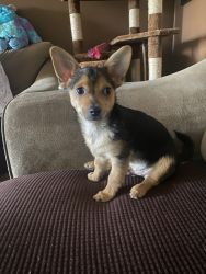 Jack Russell/Chihuahua Mix 4 months old