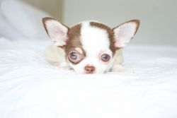 Chocolate Green-eyed Teacup Chihuahua