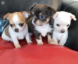 Chihuahua  puppies available