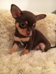 Home Raise Chihuahua puppies