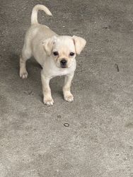 Puppy chihuahuas looking for a new home