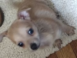 Chihuahua puppy 9 weeks old