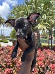 Chihuahua puppy looking for a new home