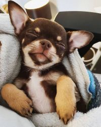 Beautiful Chihuahua