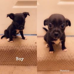 Half Chihuahua/Half Poodle