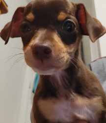 Chihuahua puppy