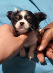 Longhair purebreed chihuahuas GIRLS $1800 EACH WITH PAPERS NYC BKLYN