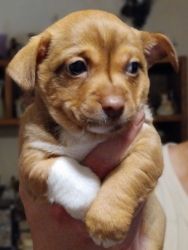 Chihuahua and Jack Russell mix