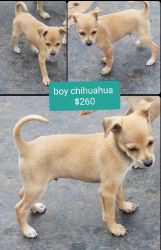Chihuahua or golden retriever or mini aussie