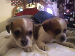 Adorable Chihuahua/rat terrier 5 week old puppies for sale