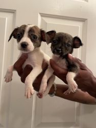 Teacup Chihuahua Mix puppies