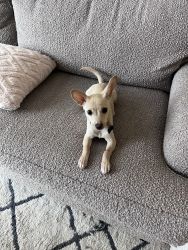 5 month old chihuahua