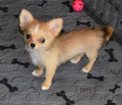 AKC sable merle long coat male chihuahua puppy