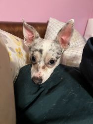 Free to good home blue Merle chihuahua with blue eye