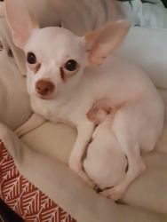 Male chihuahua puppy for sale