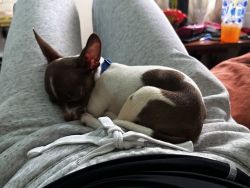 Chihuahua Male