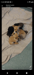 Puppies Chihuahua