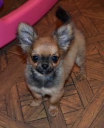 AKC black sabled fawn long coat male chihuahua