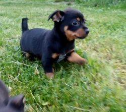 chihuahua puppies Black and brown