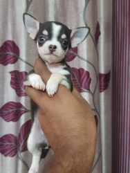 Chihuahua puppy For Sale in Delhi