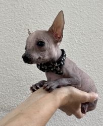 Rare Hairless Chihuahua