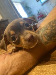 8 week old Chihuahua Puppies